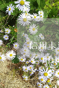 信用卡逾期協(xié)議還款范本(怎樣寫信用卡逾期申請(qǐng)書)
