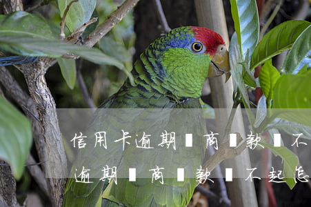 信用卡逾期協商還款還不起怎么辦-信用卡逾期協商還款還不起怎么辦呢