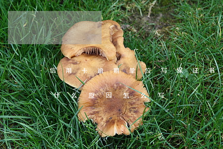 信用卡逾期单位写保证书怎么写(保证书逾期什么原因怎么写)