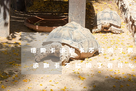 信用卡逾期卡不能用了有什么后果-信用卡逾期卡不能用了有什么后果吗