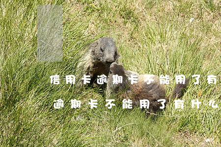 信用卡逾期卡不能用了有什么后果-信用卡逾期卡不能用了有什么后果嗎