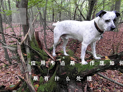 信用卡逾期卡作废如何还款(今年的信用卡逾期有什么处理)