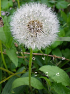 信用卡逾期卡作廢了怎么辦(信用卡作廢了怎樣處理)
