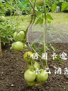 信用卡逾期卡已消除怎么辦卡-信用卡逾期卡已消除怎么辦卡還能用不