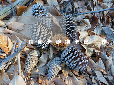 信用卡逾期卡已經作廢 因逾期而停用卡片