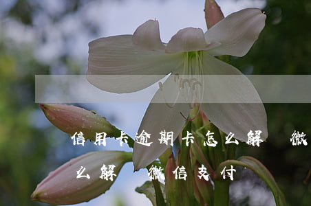 信用卡逾期卡怎么解凍微信(信用卡逾期卡怎么解凍微信支付)