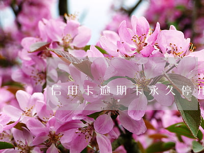 信用卡逾期卡永久停用(长时间信用卡逾期)
