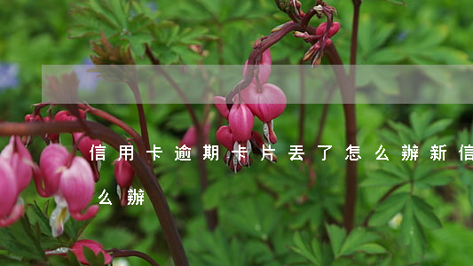 信用卡逾期卡片丟了怎么辦(新信用卡丟了怎么辦)