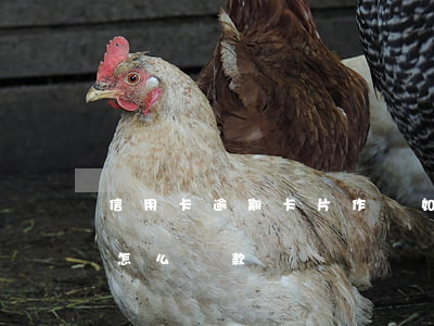 信用卡逾期卡片作廢如何還款(作廢的信用卡怎么還款?)