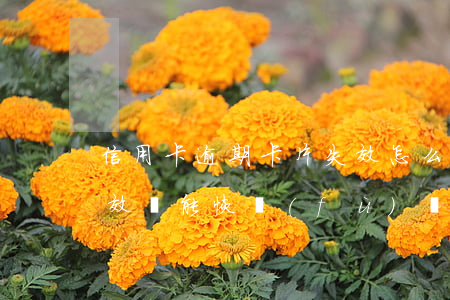 信用卡逾期卡片失效怎么還款(信用卡逾期失效還能恢復(fù)嗎)