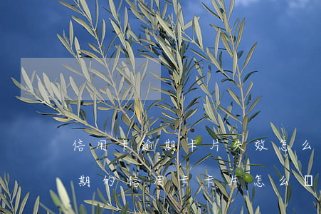 信用卡逾期卡片失效怎么還款(過(guò)期的信用卡卡片怎么處理)