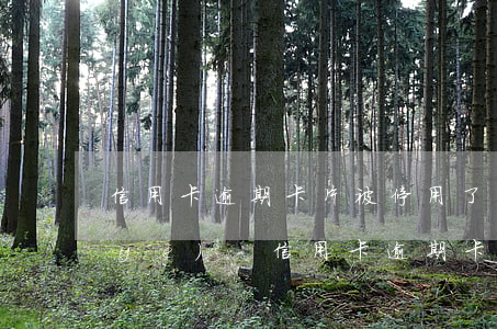 信用卡逾期卡片被停用了還能開啟嗎興業(yè)-信用卡逾期卡片被停用了還能開啟嗎興業(yè)銀行
