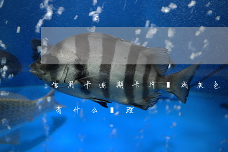 信用卡逾期卡片變成灰色 今年的信用卡逾期有什么處理