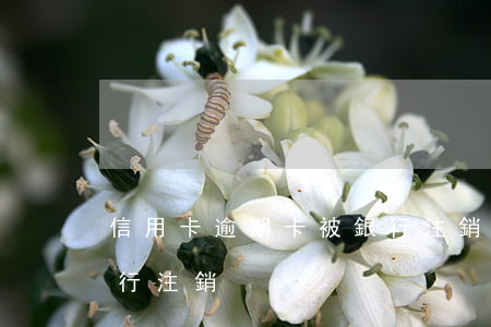 信用卡逾期卡被銀行注銷(信用卡逾期卡被銀行注銷)
