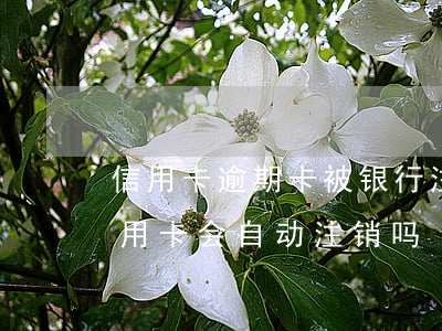 信用卡逾期卡被银行注销收怎么办(银行卡信用卡会自动注销吗)