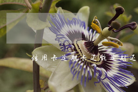 信用卡逾期卡还能 逾期还信用卡会怎样