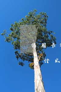 信用卡逾期卻顯示本期賬單已清-逾期賬單是什么意思
