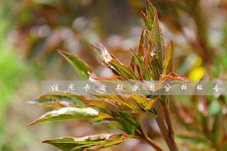 信用卡逾期原因分析报告(信用卡逾期情况)