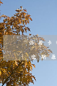 信用卡逾期原因怎么寫比較好一點-信用卡逾期原因怎么寫比較好一點呢