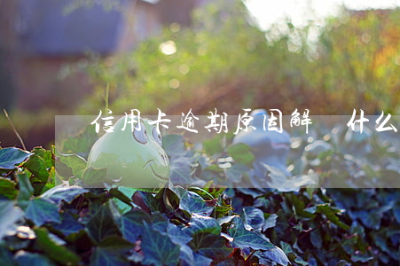 信用卡逾期原因解釋(什么是信用卡逾期還款)
