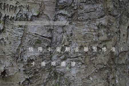 信用卡逾期去哪里修復(fù)(最新的信用卡逾期處理)