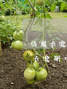 信用卡逾期去哪里借錢(qián)呢(信用卡逾期中在哪能貸到錢(qián))