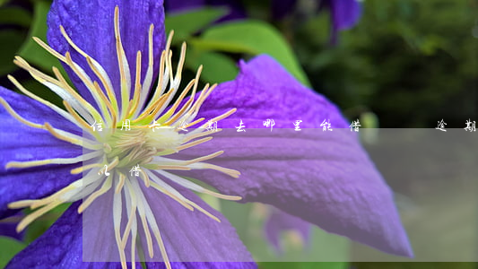 信用卡逾期去哪里能借錢還(逾期了哪里還可以借錢)