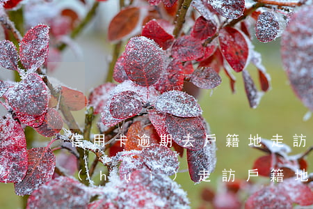 信用卡逾期去戶籍地走訪-逾期走訪家里,會(huì)走訪戶籍地還是現(xiàn)住址