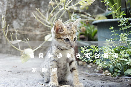 信用卡逾期去柜台解决-柜台能看到信用卡逾期嘛