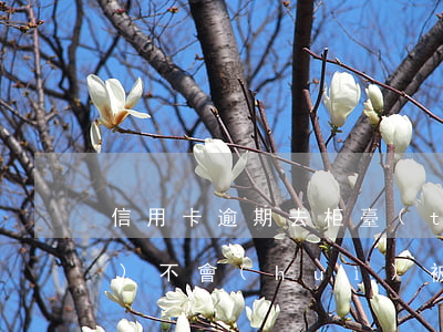信用卡逾期去柜臺(tái)還會(huì)不會(huì)被人抓-信用卡逾期去柜臺(tái)還會(huì)不會(huì)被人抓走