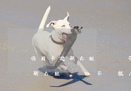 信用卡逾期去柜臺還會不會被人抓(信用卡逾期去柜臺還會不會被人抓)