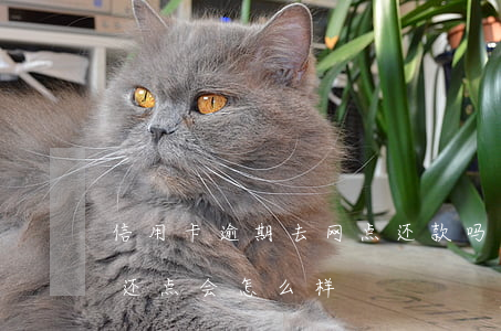 信用卡逾期去网点还款吗(信用卡逾期每次都还点会怎么样)