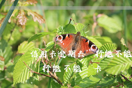 信用卡逾期去銀行能不能辦卡(信用卡逾期去銀行能不能辦卡)