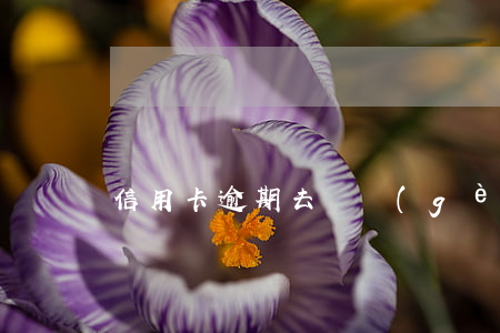 信用卡逾期去開個(gè)人所得稅