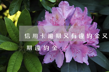 信用卡逾期又有違約金又有利息-信用卡 逾期違約金