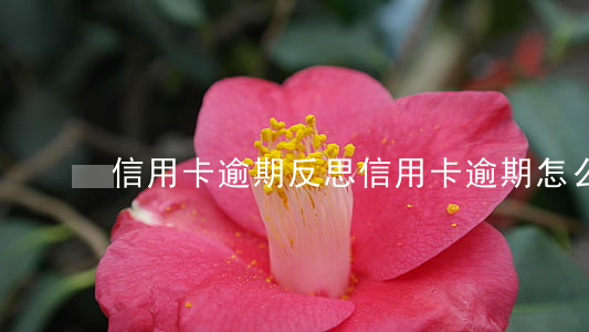 信用卡逾期反思(信用卡 逾期怎么辦)