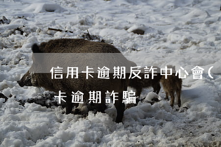 信用卡逾期反詐中心會(huì)管嗎(信用卡 逾期 詐騙)