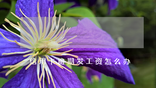 信用卡逾期发工资怎么办