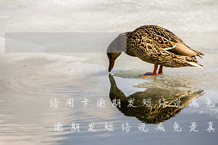 信用卡逾期发短信说减免是真的吗-信用卡逾期发短信说减免是真的吗吗