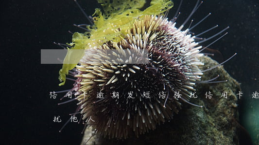 信用卡逾期发短信骚扰 信用卡逾期发短信骚扰他人