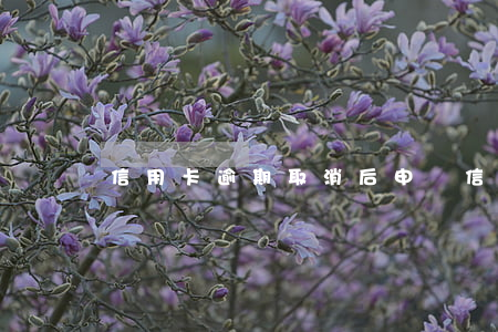 信用卡逾期取消后申請信用卡(信用卡 取消申請)
