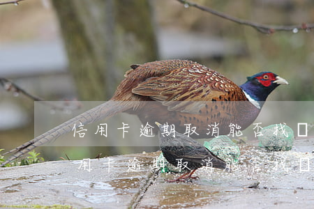 信用卡逾期取消能否找關(guān)系(信用卡逾期取消能否找關(guān)系)