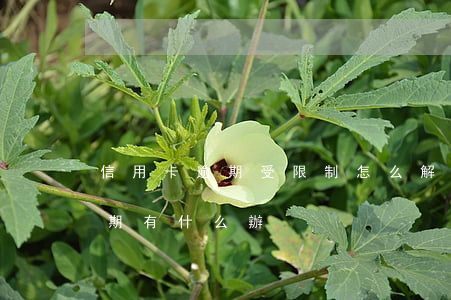 信用卡逾期受限制怎么解決(銀行卡信用卡逾期有什么辦)