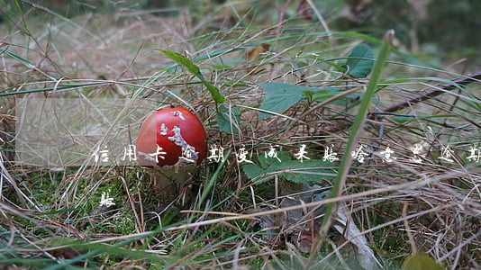信用卡逾期变成呆账啥意思(逾期多久变成呆账)