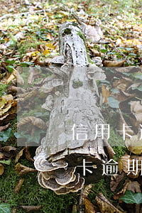 信用卡逾期只有先不還才能還的清-欠信用卡逾期可以只還本金嗎