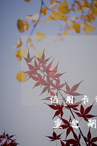 信用卡逾期只算本金嗎(信用卡嚴(yán)重逾期可以只還本金不還違約金嗎)
