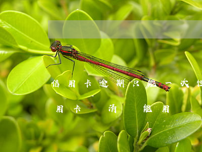 信用卡逾期只能一次性還清嗎(逾期一年的信用卡還清還能用嗎)