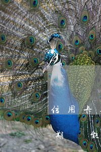 信用卡逾期只能去銀行還款(如果有信用卡逾期還能不能去其他銀行貸款)