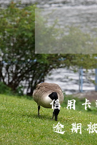 信用卡逾期只要被起訴就是老賴嗎(欠信用卡逾期被起訴了)