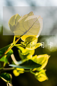 信用卡逾期只跟銀行談(為什么信用卡逾期)